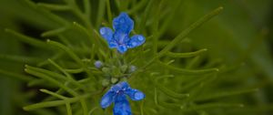 Preview wallpaper flowers, grass, herbs