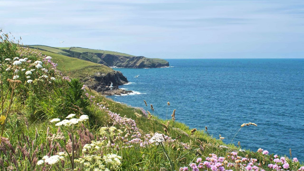 Wallpaper flowers, grass, landscape, coast, sea