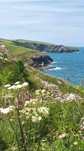 Preview wallpaper flowers, grass, landscape, coast, sea