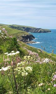 Preview wallpaper flowers, grass, landscape, coast, sea