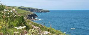 Preview wallpaper flowers, grass, landscape, coast, sea