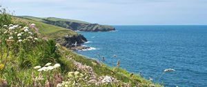 Preview wallpaper flowers, grass, landscape, coast, sea