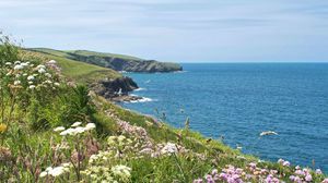 Preview wallpaper flowers, grass, landscape, coast, sea