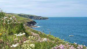 Preview wallpaper flowers, grass, landscape, coast, sea