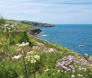 Preview wallpaper flowers, grass, landscape, coast, sea