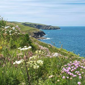 Preview wallpaper flowers, grass, landscape, coast, sea