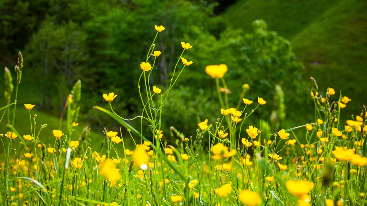 Wallpaper flowers, grass, landscape, meadow, greens, yellow