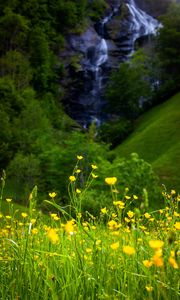 Preview wallpaper flowers, grass, landscape, meadow, greens, yellow