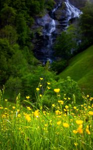 Preview wallpaper flowers, grass, landscape, meadow, greens, yellow