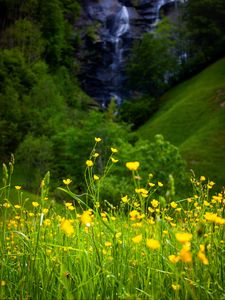 Preview wallpaper flowers, grass, landscape, meadow, greens, yellow
