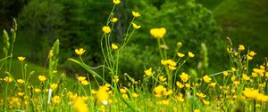 Preview wallpaper flowers, grass, landscape, meadow, greens, yellow