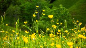 Preview wallpaper flowers, grass, landscape, meadow, greens, yellow