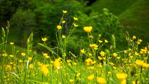 Preview wallpaper flowers, grass, landscape, meadow, greens, yellow