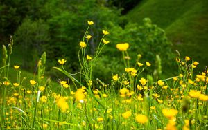 Preview wallpaper flowers, grass, landscape, meadow, greens, yellow