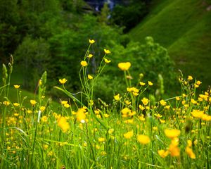 Preview wallpaper flowers, grass, landscape, meadow, greens, yellow