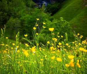 Preview wallpaper flowers, grass, landscape, meadow, greens, yellow