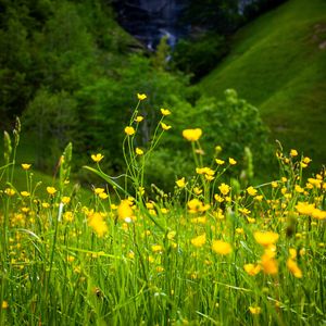 Preview wallpaper flowers, grass, landscape, meadow, greens, yellow