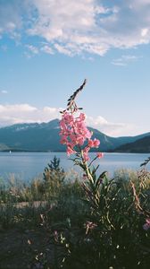 Preview wallpaper flowers, grass, landscape, mountains, lake