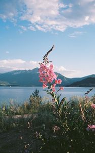 Preview wallpaper flowers, grass, landscape, mountains, lake