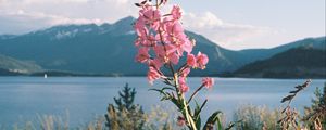 Preview wallpaper flowers, grass, landscape, mountains, lake