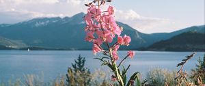 Preview wallpaper flowers, grass, landscape, mountains, lake