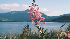 Preview wallpaper flowers, grass, landscape, mountains, lake