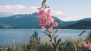 Preview wallpaper flowers, grass, landscape, mountains, lake