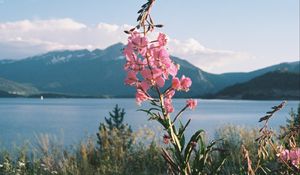 Preview wallpaper flowers, grass, landscape, mountains, lake