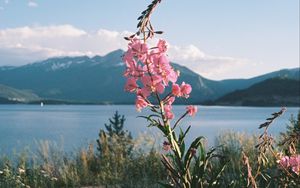 Preview wallpaper flowers, grass, landscape, mountains, lake