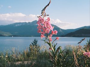 Preview wallpaper flowers, grass, landscape, mountains, lake