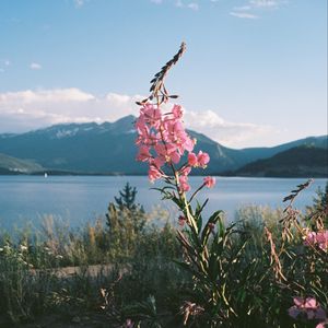 Preview wallpaper flowers, grass, landscape, mountains, lake