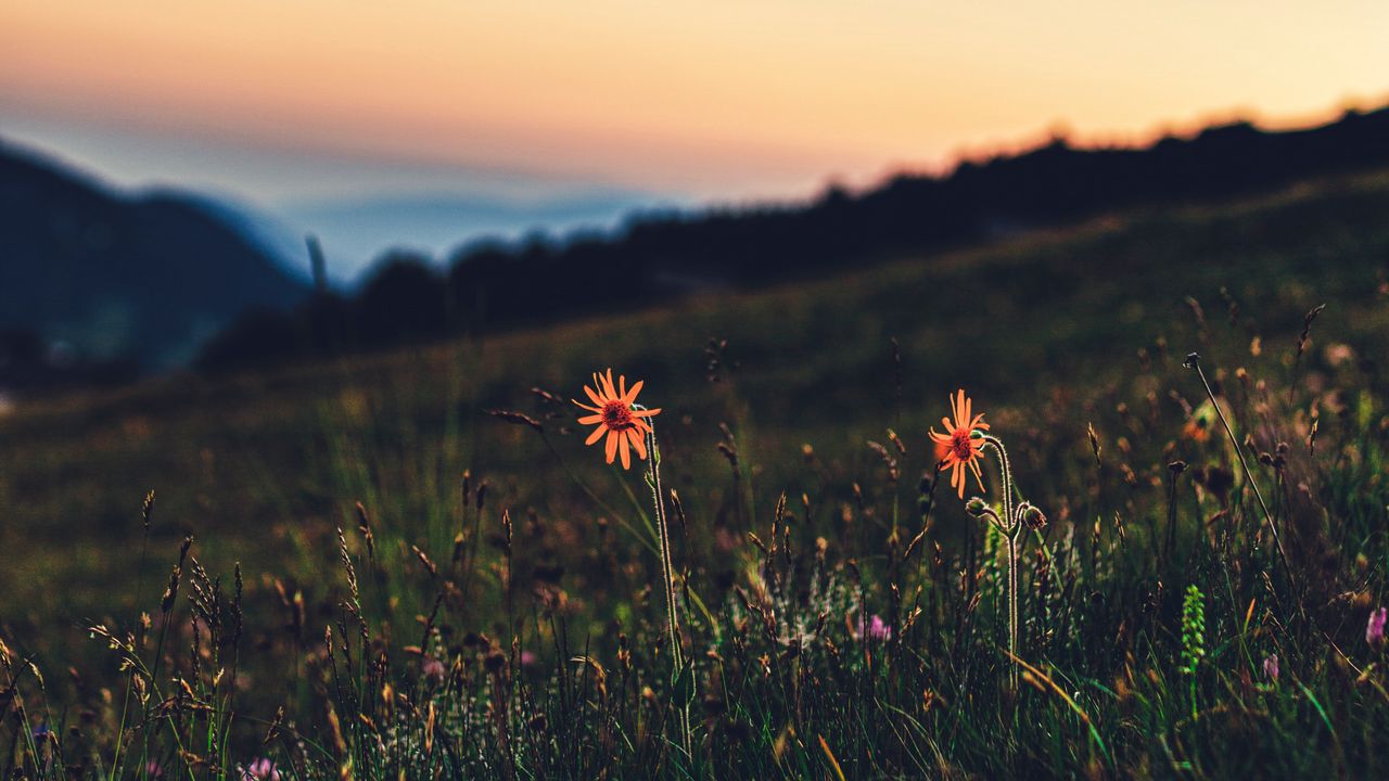 Wallpaper flowers, grass, lawn, twilight, landscape