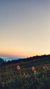 Preview wallpaper flowers, grass, lawn, twilight, landscape