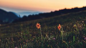 Preview wallpaper flowers, grass, lawn, twilight, landscape