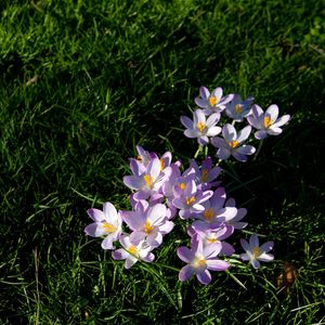 Preview wallpaper flowers, grass, lawn, branch