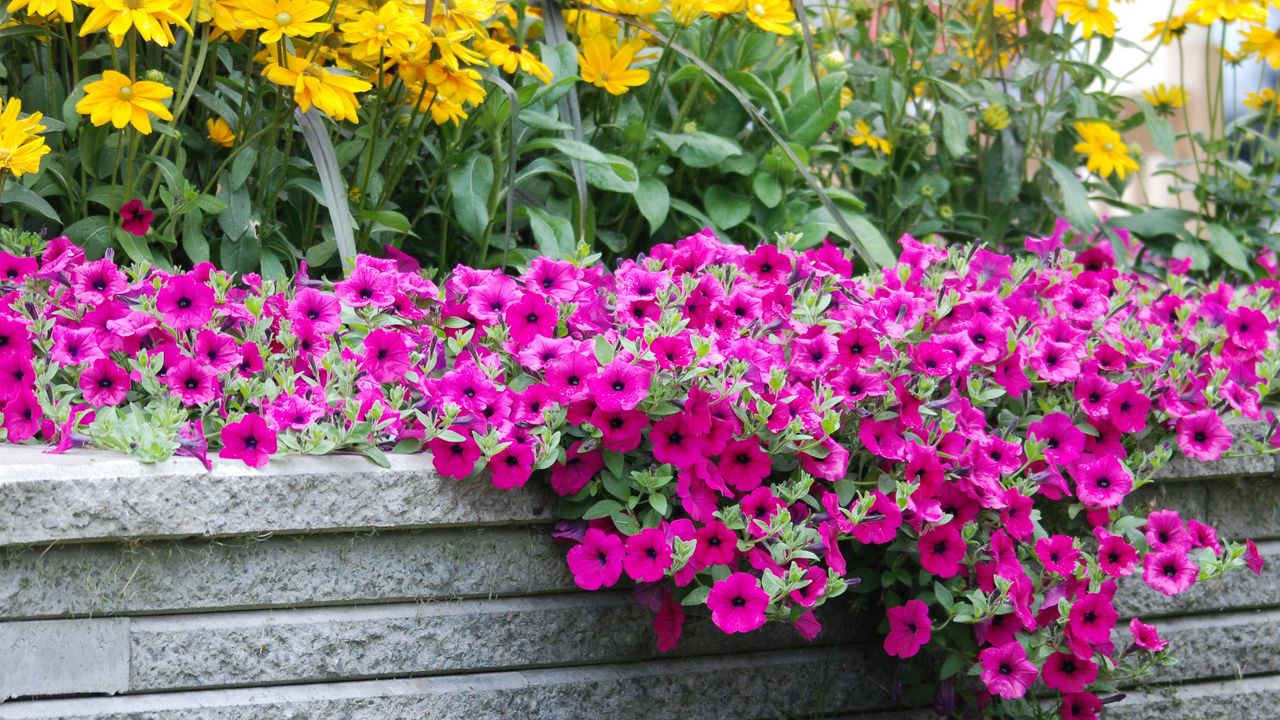 Wallpaper flowers, grass, lawn, beautiful