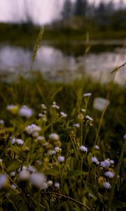 Preview wallpaper flowers, grass, meadow, wildflowers, ear