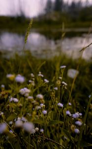 Preview wallpaper flowers, grass, meadow, wildflowers, ear