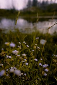 Preview wallpaper flowers, grass, meadow, wildflowers, ear