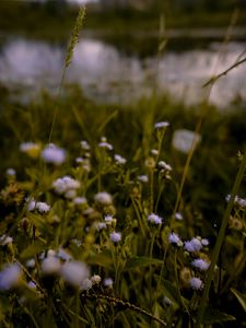 Preview wallpaper flowers, grass, meadow, wildflowers, ear