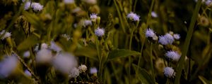 Preview wallpaper flowers, grass, meadow, wildflowers, ear