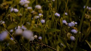 Preview wallpaper flowers, grass, meadow, wildflowers, ear