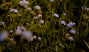 Preview wallpaper flowers, grass, meadow, wildflowers, ear