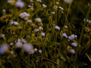 Preview wallpaper flowers, grass, meadow, wildflowers, ear