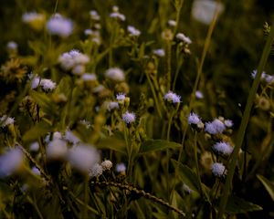 Preview wallpaper flowers, grass, meadow, wildflowers, ear