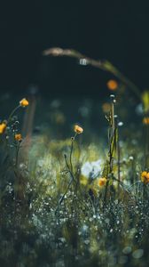 Preview wallpaper flowers, grass, meadow, macro, focus