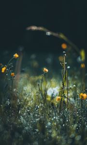 Preview wallpaper flowers, grass, meadow, macro, focus