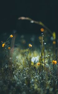 Preview wallpaper flowers, grass, meadow, macro, focus