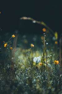 Preview wallpaper flowers, grass, meadow, macro, focus