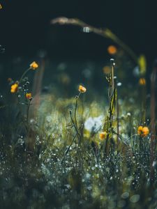 Preview wallpaper flowers, grass, meadow, macro, focus